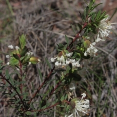 Pimelea linifolia (Slender Rice Flower) at MTR591 at Gundaroo - 16 Oct 2020 by MaartjeSevenster