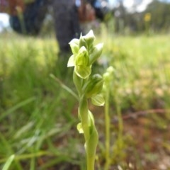 Hymenochilus sp. (A Greenhood Orchid) at Molonglo Valley, ACT - 18 Oct 2020 by Liam.m