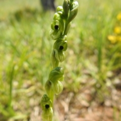 Hymenochilus bicolor (ACT) = Pterostylis bicolor (NSW) (Black-tip Greenhood) at Molonglo Valley, ACT - 18 Oct 2020 by Liam.m