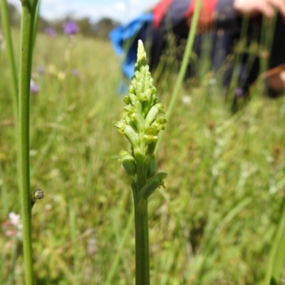 Microtis parviflora (Slender Onion Orchid) at Watson, ACT - 18 Oct 2020 by Liam.m