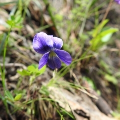 Viola betonicifolia (Mountain Violet) at Wanniassa Hill - 18 Oct 2020 by Liam.m