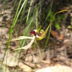 Caladenia atrovespa (Green-comb Spider Orchid) at Fadden, ACT - 18 Oct 2020 by Liam.m