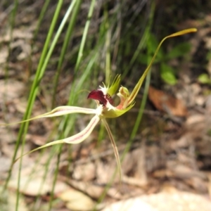 Caladenia atrovespa at Fadden, ACT - suppressed