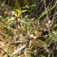 Caladenia atrovespa at Fadden, ACT - suppressed