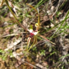 Caladenia atrovespa at Fadden, ACT - 18 Oct 2020