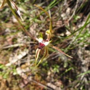 Caladenia atrovespa at Fadden, ACT - suppressed