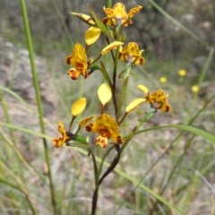 Diuris semilunulata (Late Leopard Orchid) at Fadden, ACT - 18 Oct 2020 by Liam.m