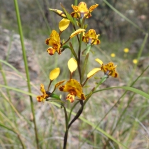 Diuris semilunulata at Fadden, ACT - 18 Oct 2020