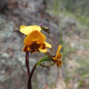 Diuris semilunulata at Fadden, ACT - suppressed