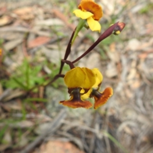 Diuris semilunulata at Fadden, ACT - suppressed