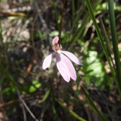 Caladenia carnea (Pink Fingers) at Fadden, ACT - 18 Oct 2020 by Liam.m