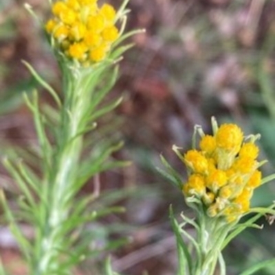 Chrysocephalum semipapposum (Clustered Everlasting) at Griffith Woodland - 18 Oct 2020 by AlexKirk