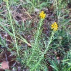 Chrysocephalum semipapposum at Griffith, ACT - 18 Oct 2020