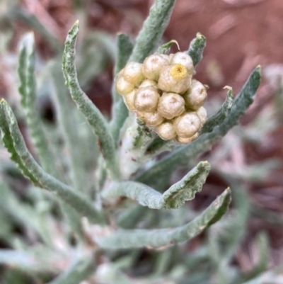 Pseudognaphalium luteoalbum (Jersey Cudweed) at Griffith Woodland - 18 Oct 2020 by AlexKirk