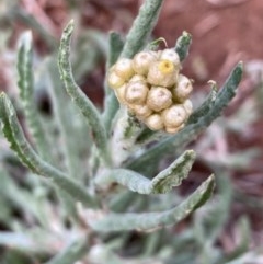 Pseudognaphalium luteoalbum (Jersey Cudweed) at Griffith Woodland - 18 Oct 2020 by AlexKirk