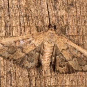 Nacoleia rhoeoalis at Melba, ACT - 12 Oct 2020