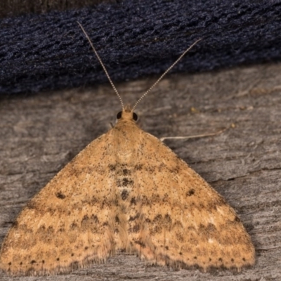 Scopula rubraria (Reddish Wave, Plantain Moth) at Melba, ACT - 12 Oct 2020 by kasiaaus