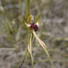 Caladenia atrovespa (Green-comb Spider Orchid) at Watson, ACT - 17 Oct 2020 by ClubFED
