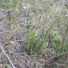 Caladenia atrovespa at Watson, ACT - suppressed