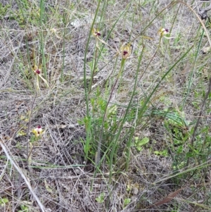 Caladenia atrovespa at Watson, ACT - suppressed