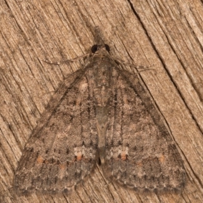 Microdes squamulata (Dark-grey Carpet) at Melba, ACT - 12 Oct 2020 by kasiaaus