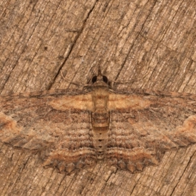 Chloroclystis filata (Filata Moth, Australian Pug Moth) at Melba, ACT - 12 Oct 2020 by kasiaaus