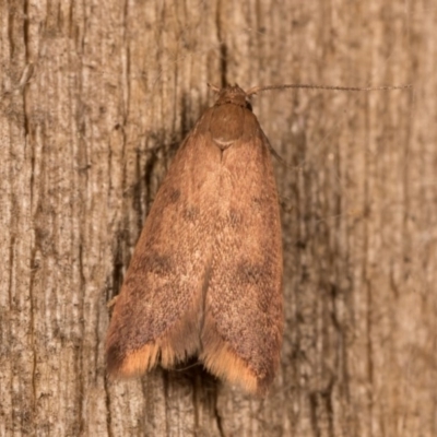 Tachystola acroxantha (A Concealer moth) at Melba, ACT - 12 Oct 2020 by kasiaaus