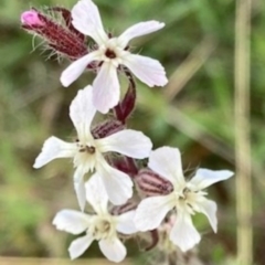 Silene gallica var. gallica (French Catchfly) at Griffith, ACT - 18 Oct 2020 by AlexKirk