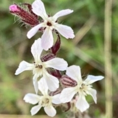 Silene gallica var. gallica (French Catchfly) at Griffith Woodland - 18 Oct 2020 by AlexKirk