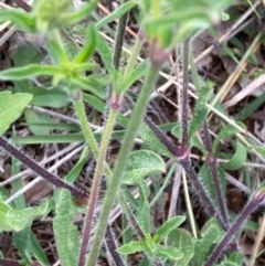 Silene gallica var. gallica at Griffith, ACT - 18 Oct 2020