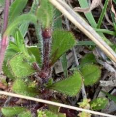 Silene gallica var. gallica at Griffith, ACT - 18 Oct 2020