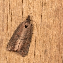 Rupicolana orthias (A tortrix or leafroller moth) at Melba, ACT - 12 Oct 2020 by kasiaaus