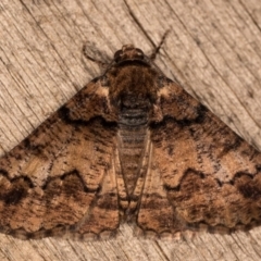 Cryphaea xylina (Woodland Geometrid) at Melba, ACT - 12 Oct 2020 by kasiaaus