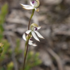 Caladenia cucullata (Lemon Caps) at Downer, ACT - 17 Oct 2020 by ClubFED