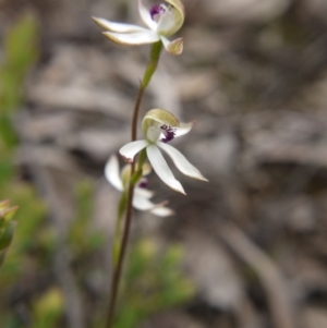 Caladenia cucullata at Downer, ACT - 17 Oct 2020