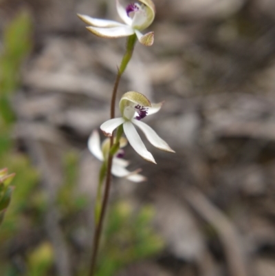 Caladenia cucullata (Lemon Caps) at Watson, ACT - 17 Oct 2020 by ClubFED