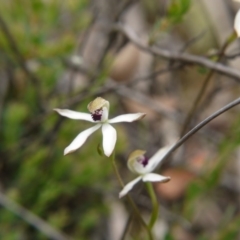 Caladenia cucullata at Downer, ACT - 17 Oct 2020