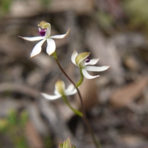 Caladenia cucullata at Downer, ACT - 17 Oct 2020