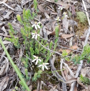 Caladenia cucullata at Downer, ACT - 17 Oct 2020