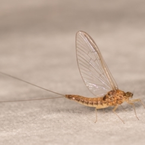 Ephemeroptera (order) at Melba, ACT - 12 Oct 2020 10:45 PM