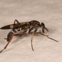 Ectinorhynchus sp. (genus) (A Stiletto Fly) at Melba, ACT - 12 Oct 2020 by kasiaaus