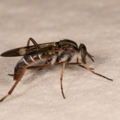 Ectinorhynchus sp. (genus) (A Stiletto Fly) at Melba, ACT - 12 Oct 2020 by kasiaaus