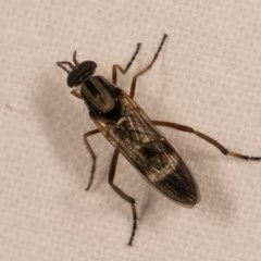 Ectinorhynchus sp. (genus) at Melba, ACT - 12 Oct 2020
