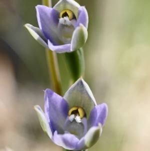 Thelymitra brevifolia at Acton, ACT - 16 Oct 2020