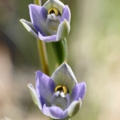 Thelymitra brevifolia (Short-leaf Sun Orchid) at Acton, ACT - 16 Oct 2020 by shoko