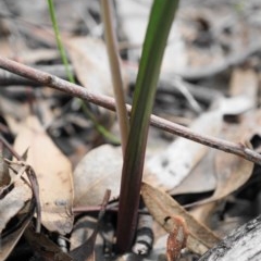 Thelymitra brevifolia at Acton, ACT - 16 Oct 2020