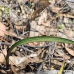 Thelymitra brevifolia at Acton, ACT - 16 Oct 2020