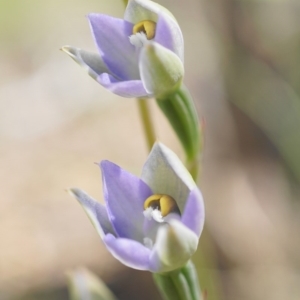 Thelymitra brevifolia at Acton, ACT - 16 Oct 2020
