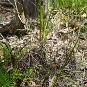 Thelymitra brevifolia at Acton, ACT - 16 Oct 2020