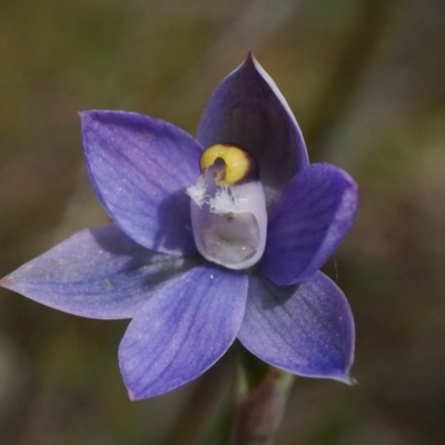 Thelymitra pauciflora (Slender Sun Orchid) at Black Mountain - 18 Oct 2020 by shoko